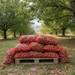 Castagne Fresche